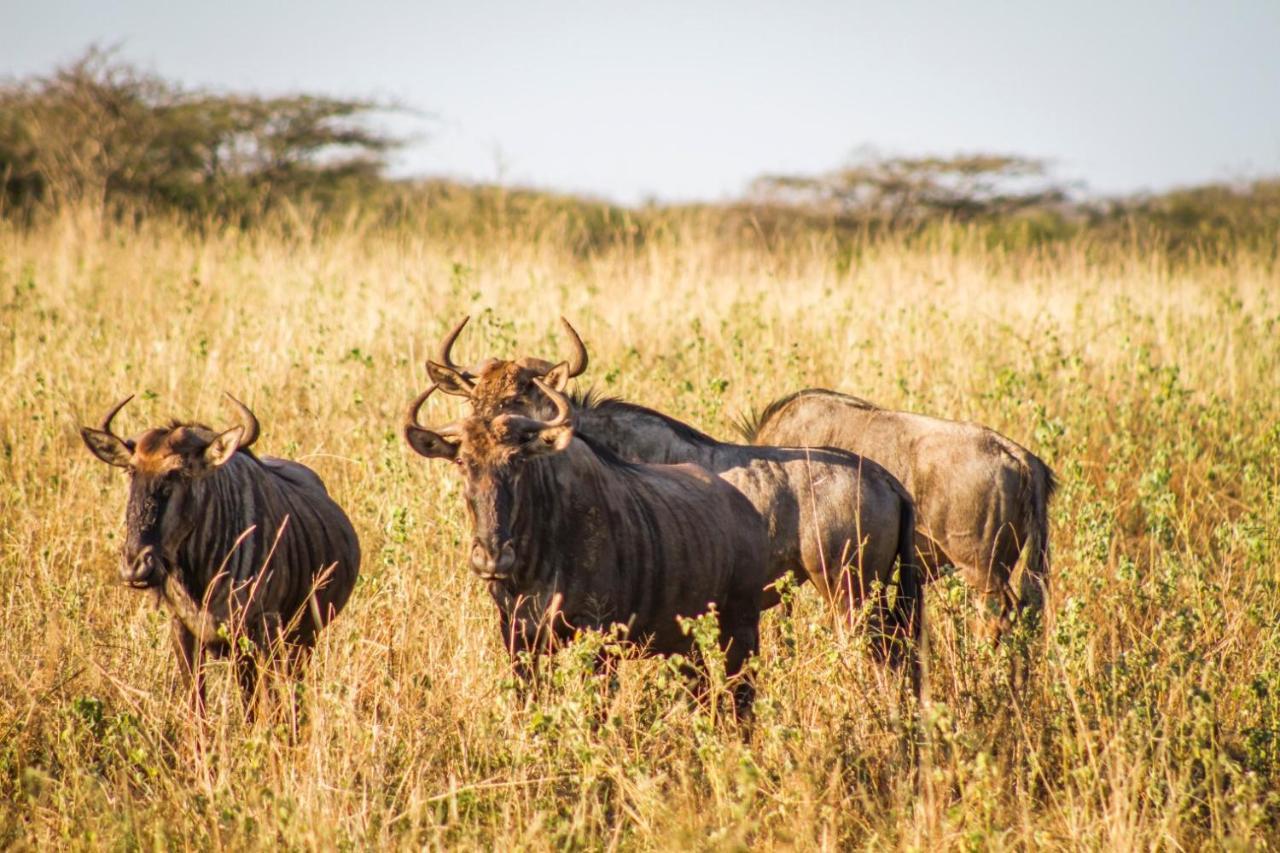 Mpeti Lodge Mkuze エクステリア 写真